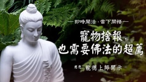 龍德上師寵物捨報也需要佛法的超薦