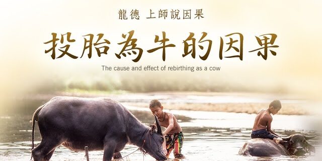龍德 上師說因果投胎為牛的因果 龍德 上師說因果投胎為牛的因果